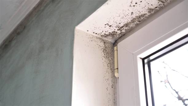 Mold Removal and Inspection in Greenback, TN