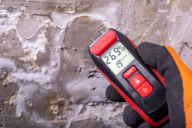 Best Mold Damage Repair  in Greenback, TN