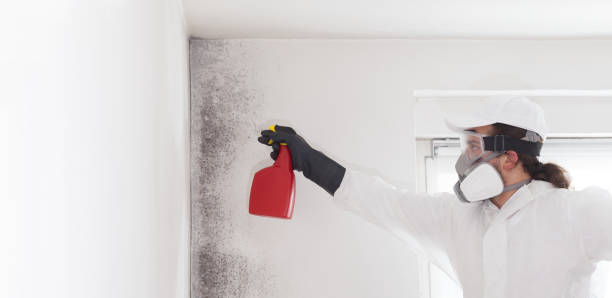 Best Certified Mold Removal  in Greenback, TN