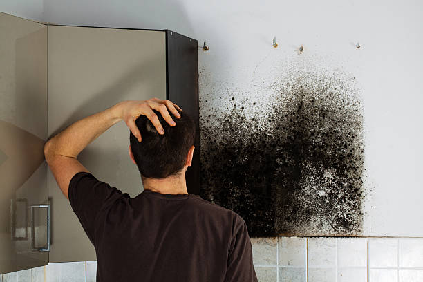 Best Mold Removal Process  in Greenback, TN