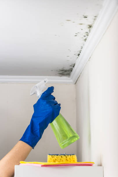 Best Local Mold Removal Service  in Greenback, TN